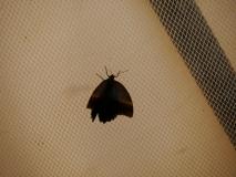 p1090203