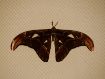 p1090213