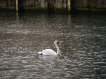 p1090749