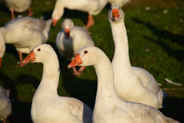 Vogelgrippe in Marne und Brunsbüttel – Restriktionszonen eingerichtet – Anleinpflicht