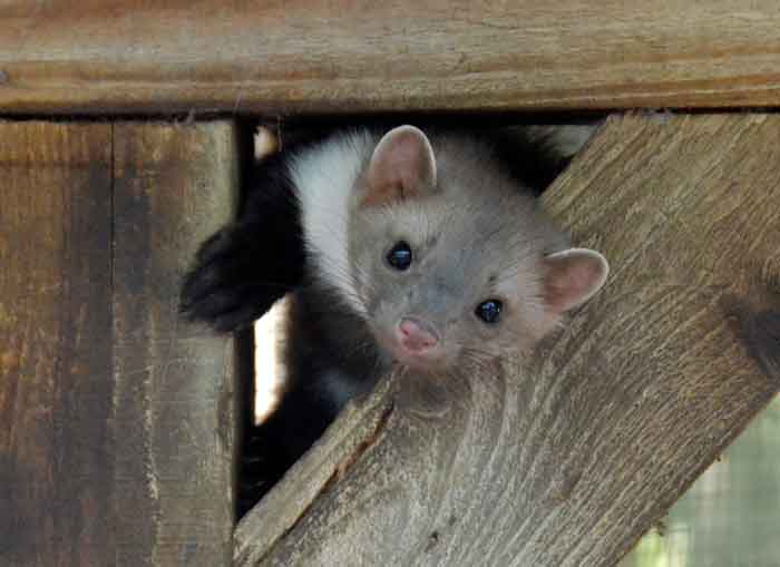 Foto: Presse Wildpark Eekholt