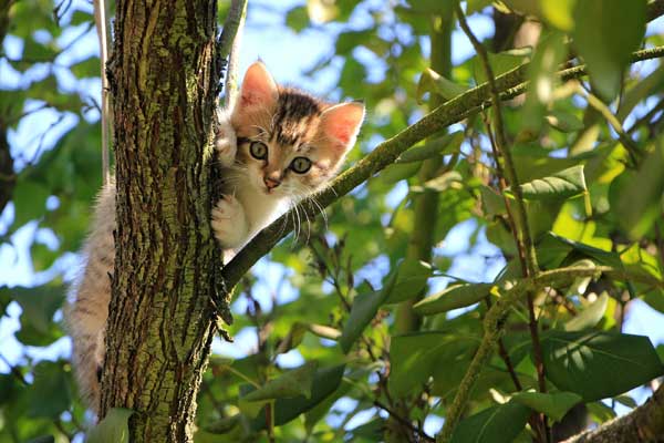 Freilebende Katzen können wieder kastriert werden