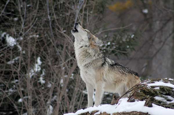 Land verstärkt Wolfsmanagement und fördert zusätzliche Präventionsmaßnahmen