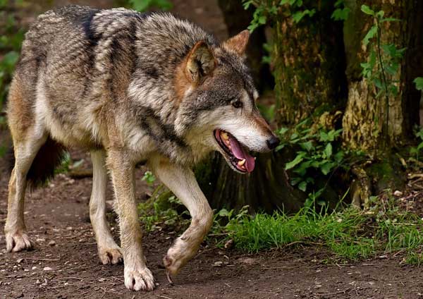 Ausnahmegenehmigung für “Entnahme” eines Wolfes erteilt