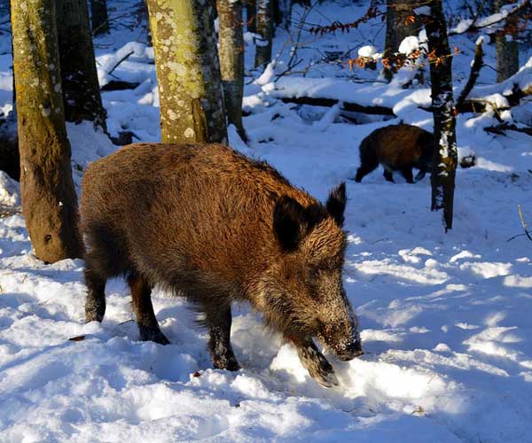Heide: Afrikanische Schweinepest: Hinweise für die Hobbytierhaltung