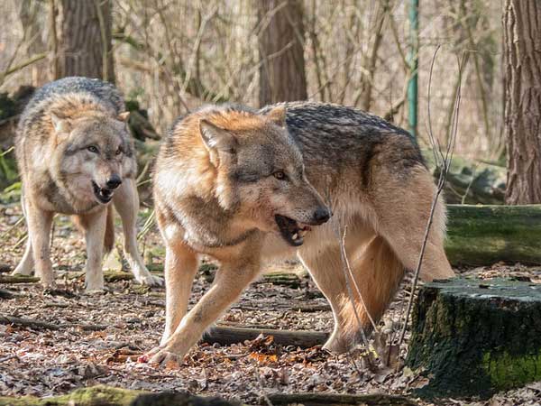 Angekündigte Wolfspräventionsgebiete treten am 15. März in Kraft