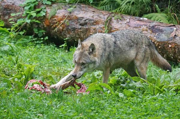 Freuen sich die Hirten: Wölfe dürfen schneller abgeschossen werden