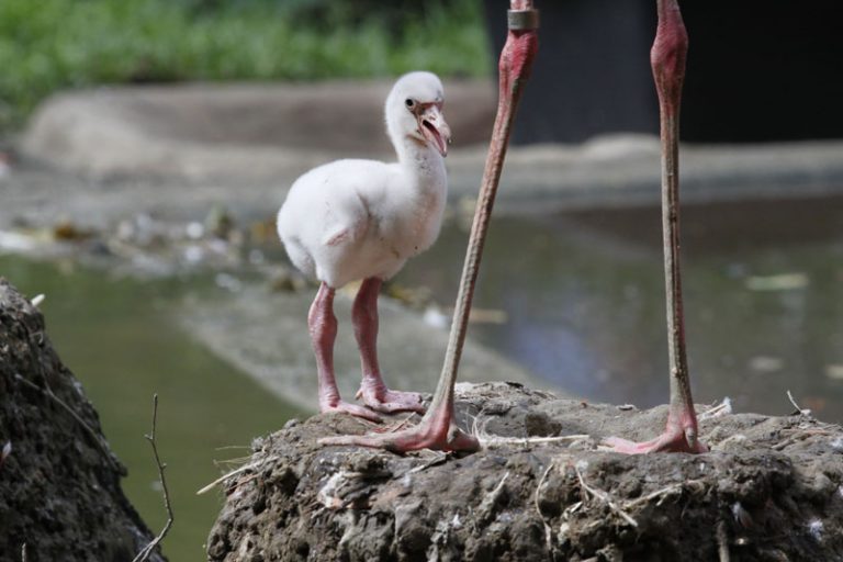 Zoo Rostock: Erstes Flamingoküken seit 2005 geschlüpft