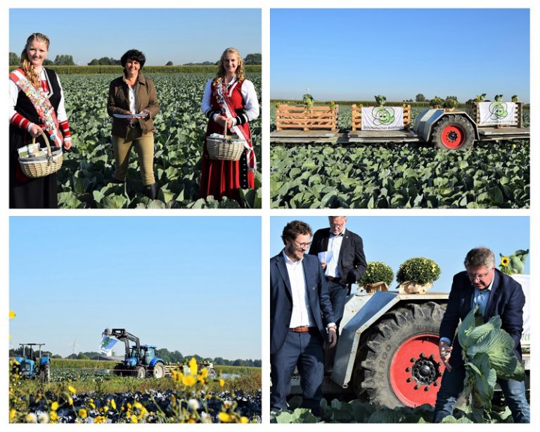 Dithmarscher Kohltage starten: Der Kohl ist angeschnitten!