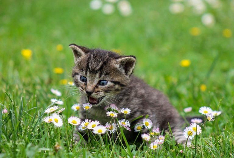 Freilebende Katzen können wieder kastriert werden