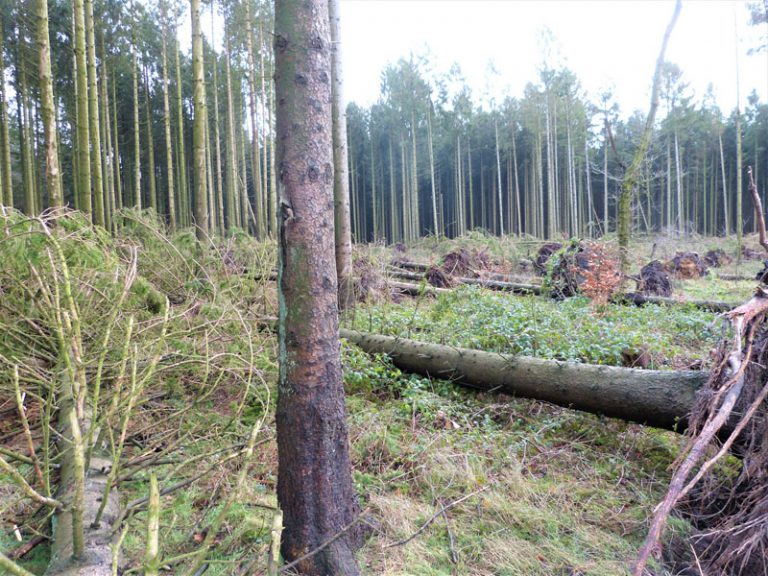 Kreis Dithmarschen: Orkantief verursachte Waldschäden