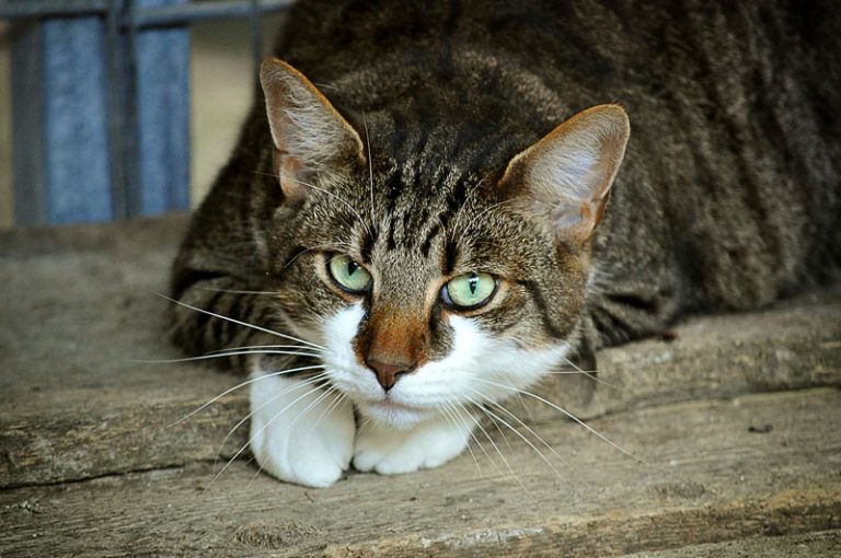 Katzenkastrationen in Schleswig-Holstein: Tierschutzbund unterstützt Aktion