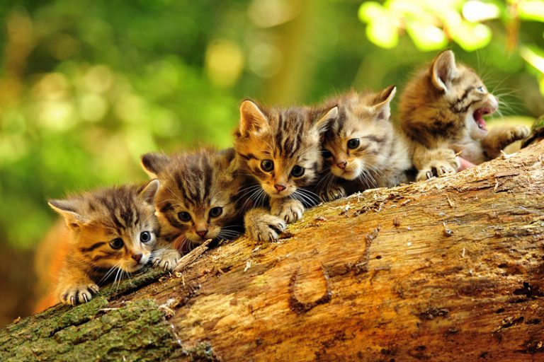 Im Wildpark Eekholt wurden fünf kleine Wildkätzchen geboren