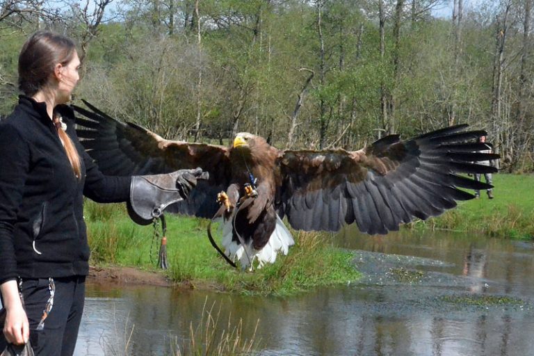 „Faszination Seeadler“ im Wildpark Eekholt