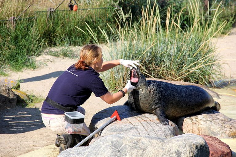 Seehundstation Friedrichskoog: Eröffnung der neuen Ausstellung „Heimische Robben im Weltnaturerbe Wattenmeer“