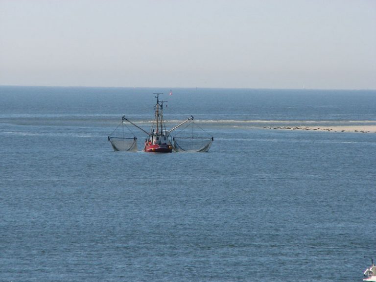 Schleswig-Holstein und Mecklenburg-Vorpommern warnen vor Aus der Krabben- und Muschelfischerei an Nord- und Ostsee