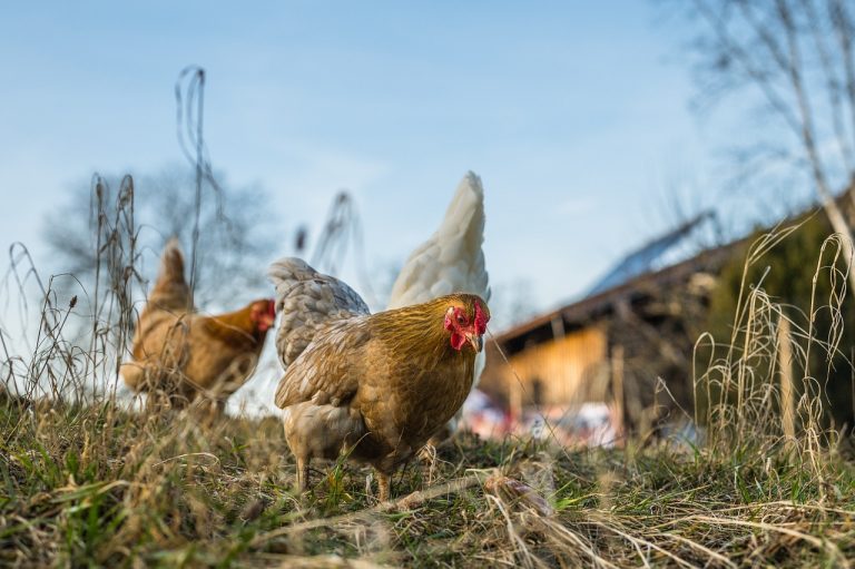 Geflügelpest in Dithmarschen: Kreis Dithmarschen appelliert an Halter zum Schutz des Hausgeflügels