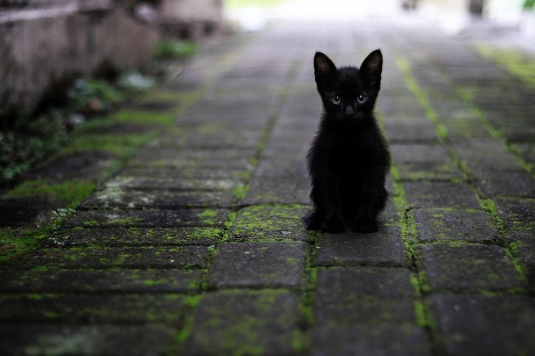 Ab Ende Februar startet die Frühjahrs-Kastrationsaktion von freilebenden Katzen