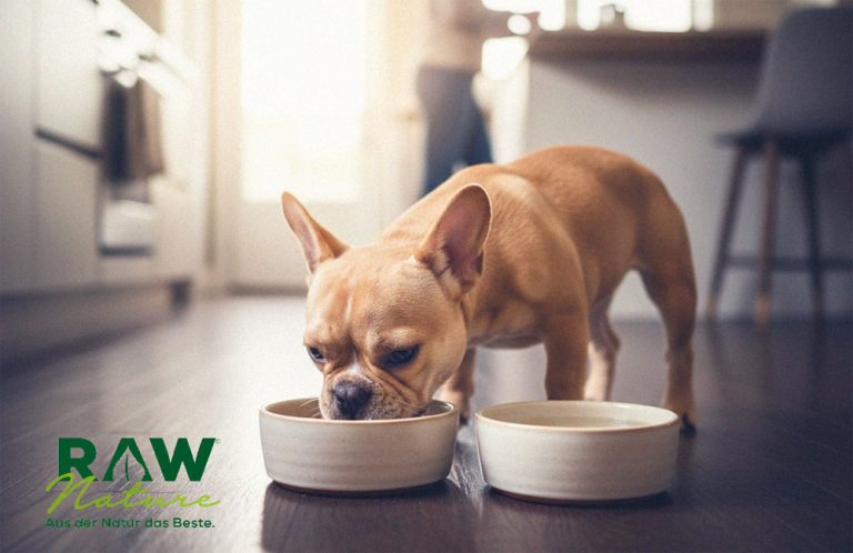 Welpen Trockenfutter und ausgewachsene Hunde – Auswahl an Bio-Produkten für die tägliche Ernährung