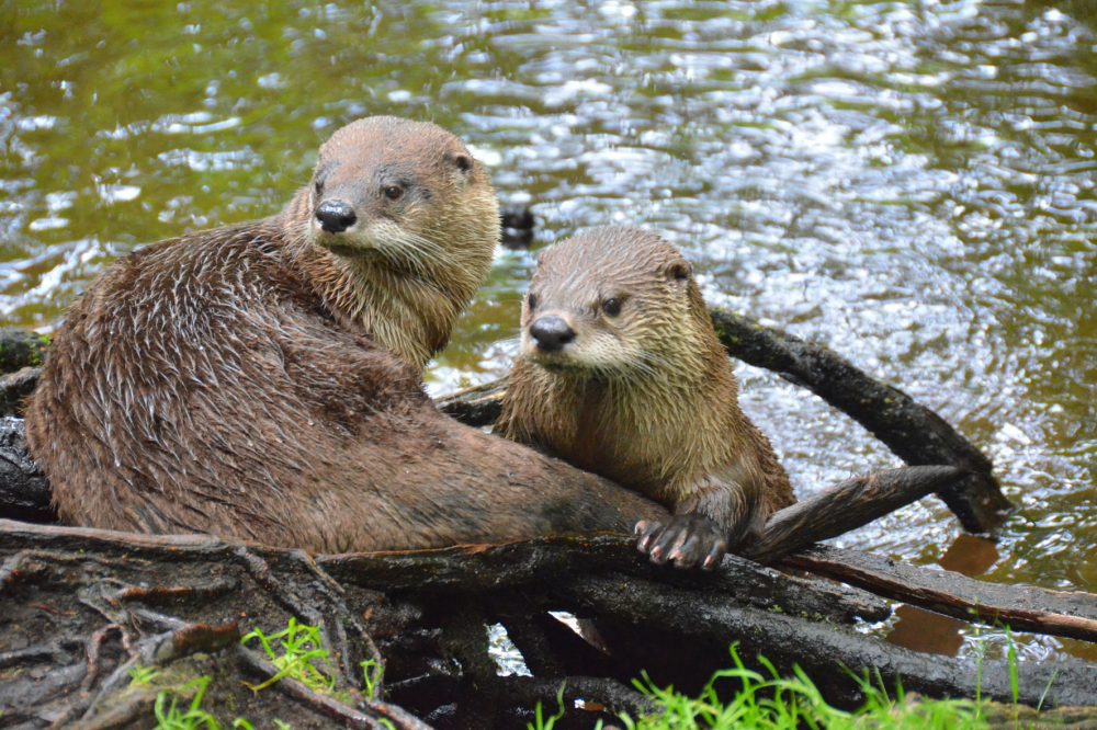 Weltwassertag im Wildpark Eekholt