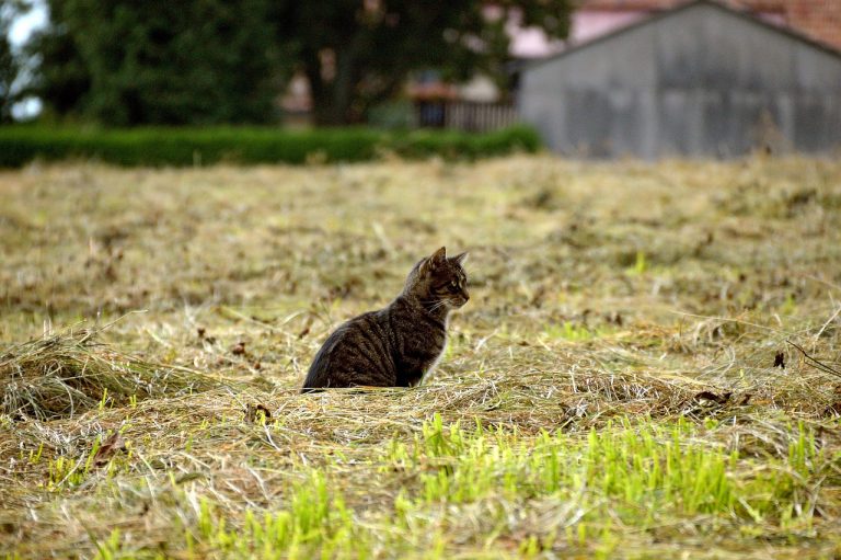 Historischer Meilenstein für den Tierschutz: Schleswig-Holstein führt als erstes Flächenland landesweite Katzenschutzverordnung ein
