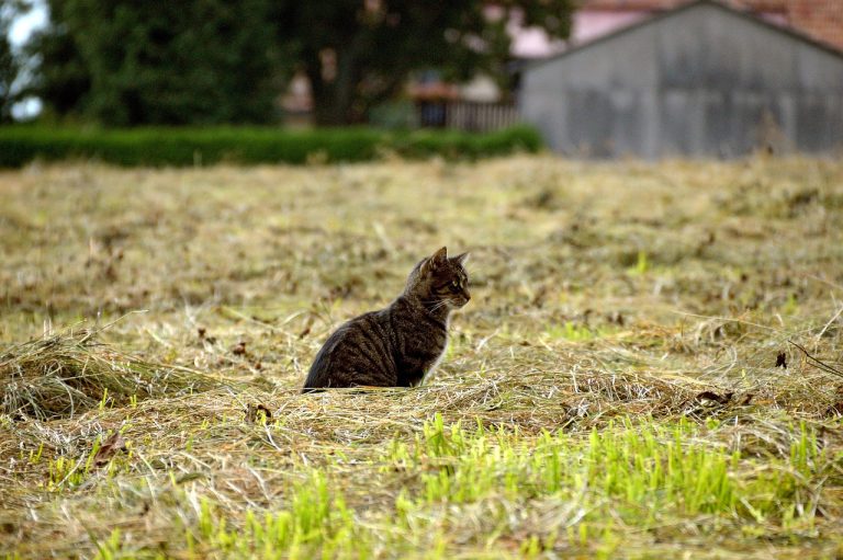 Herbstaktion zur Kastration freilebender Katzen startet